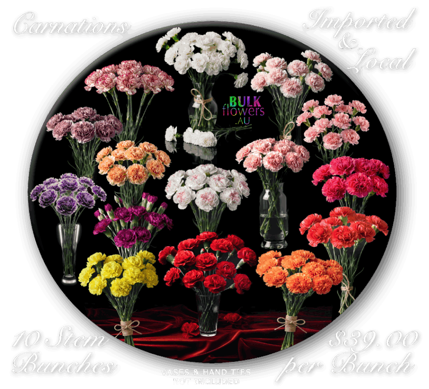 CARNATIONS